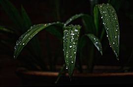 Départ après la douche sur Wilhelmus Michael Doornbos