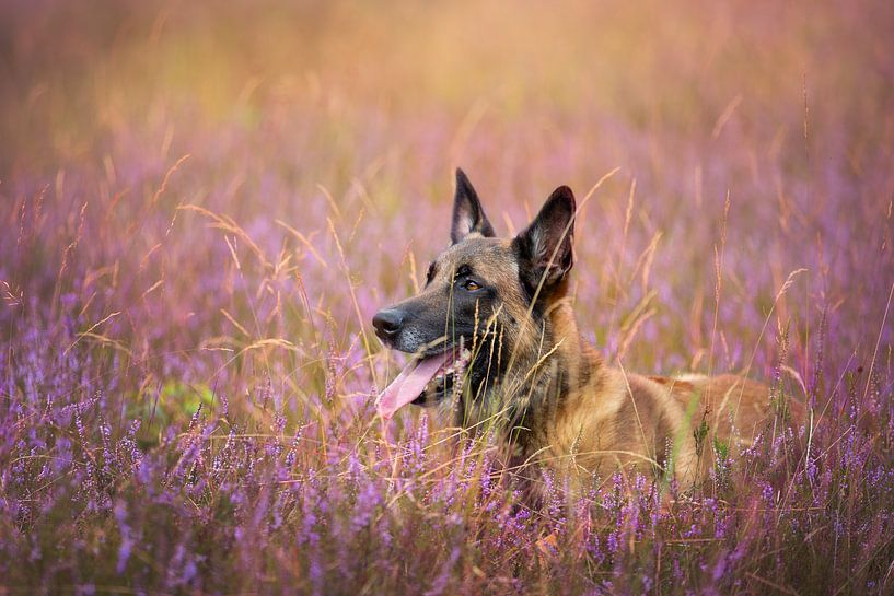 Mechelse herder in de heide van T de Smit