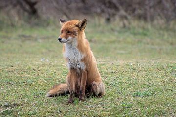 Fox by Merijn Loch