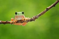 Hanging around
