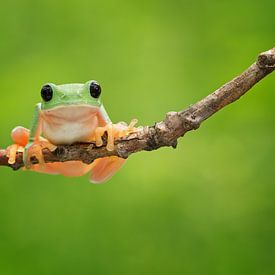 Hanging around von Peter R