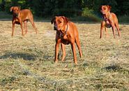 Rhodesian Ridgeback bitches by Dagmar Behrens thumbnail