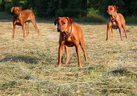 Rhodesian Ridgeback bitches