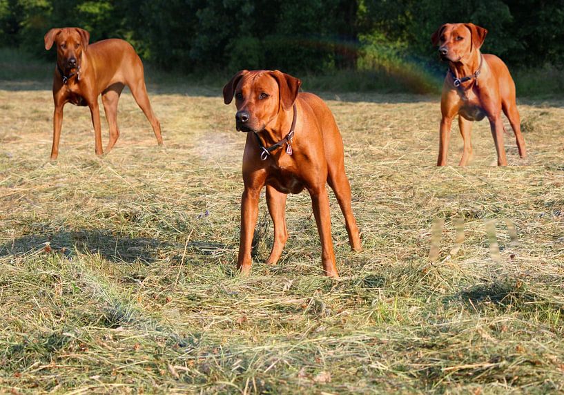 Rhodesian Ridgeback bitches by Dagmar Behrens