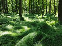 Dancing grasses