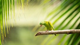 Jungle Jewel by Suzanne Bruinsma