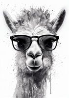 Llama Animal Animal