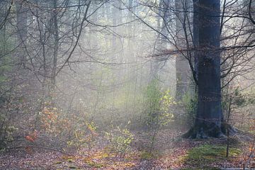 Spring von Jacky Schuitert