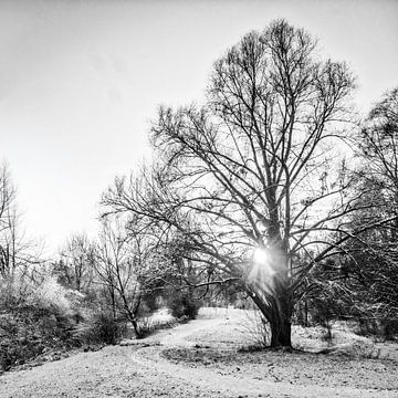 Baum im Winter von Dieter Walther