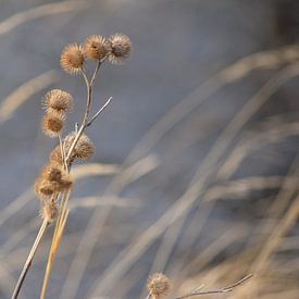 Dried plants by Nicolette Vermeulen
