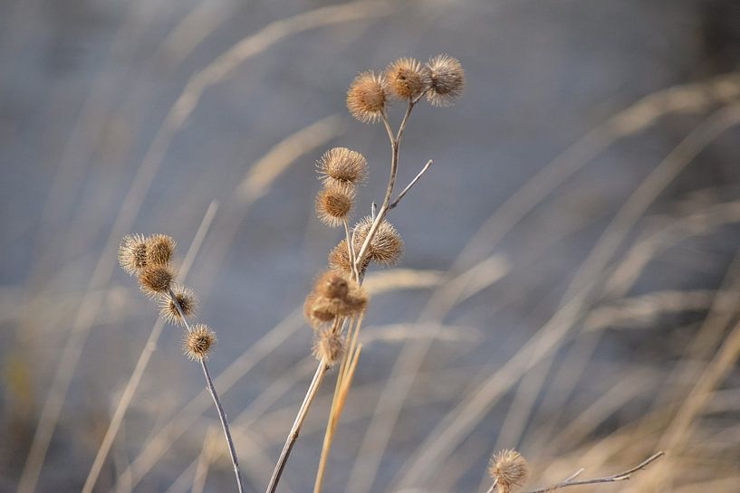 Gedroogde planten van Nicolette Vermeulen