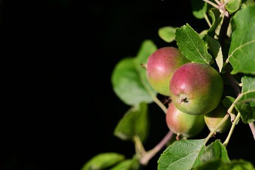 Unripe apples on a branch