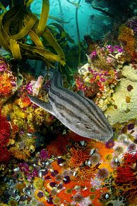 Shark swims through the kelp forest