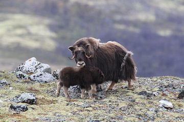 Boeuf musqué dans le parc national de Dovrefjell, dans son habitat naturel, Norvège. sur Frank Fichtmüller