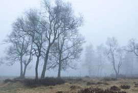 Mystical tree landscapes