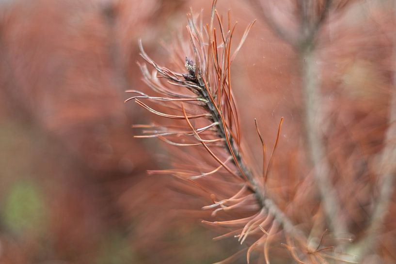 Les vibrations de l'automne doré par Rominique Kea