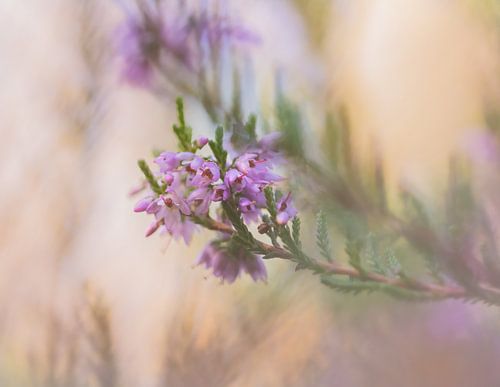 Shrub heath by Hennie Zeij