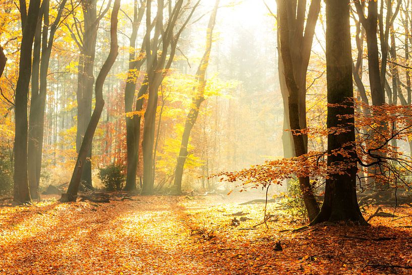 Sentier à travers une forêt brumeuse lors d'une belle matinée d'automne brumeuse par Sjoerd van der Wal Photographie
