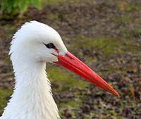 Stork.