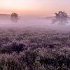 Even voor zonsopkomst op de heide van de wijers in belgisch Limburg, Belgie van Fotografie Krist / Top Foto Vlaanderen