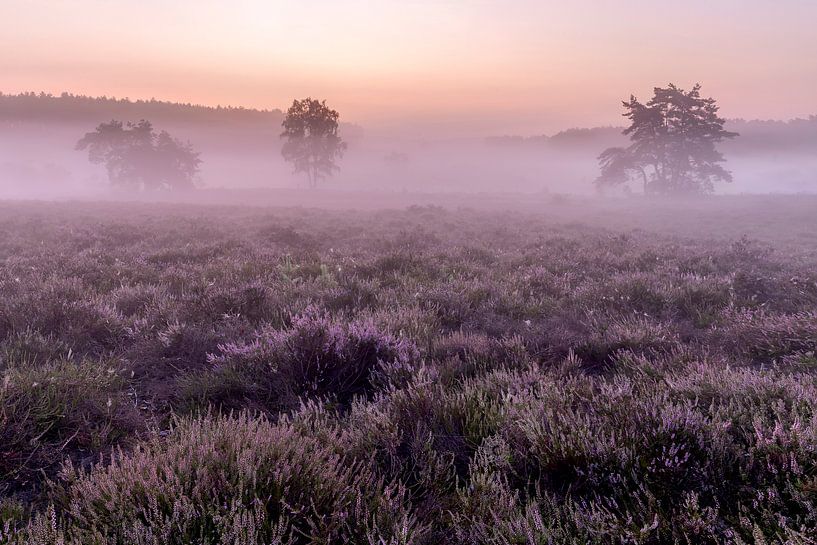 Even voor zonsopkomst op de heide van de wijers in belgisch Limburg, Belgie van Fotografie Krist / Top Foto Vlaanderen