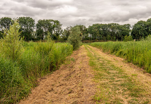 Wandelpad in de Nieuwe Dordtse Biesbosch van Ruud Morijn
