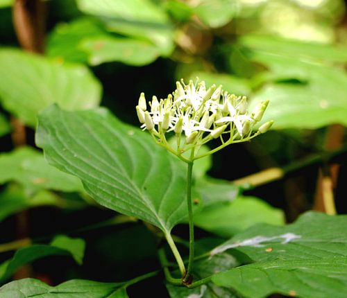 Beginnende schoonheid.