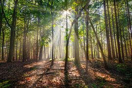 Sunbeams in the forest by Alexander van der Molen