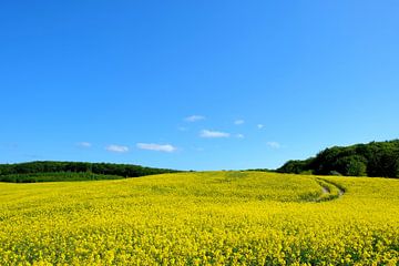 Champ de colza sur Ostsee Bilder