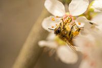 Abeille sur une fleur de cerisier
