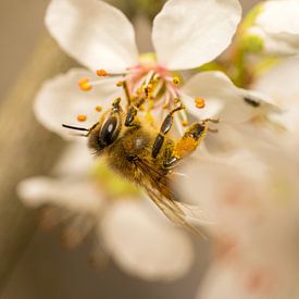 Bee on cherry blossom by shot.by alexander