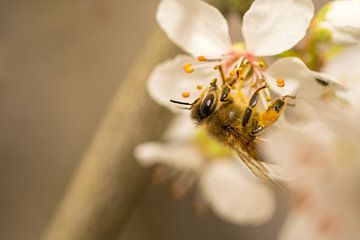 Bee on cherry blossom von shot.by alexander