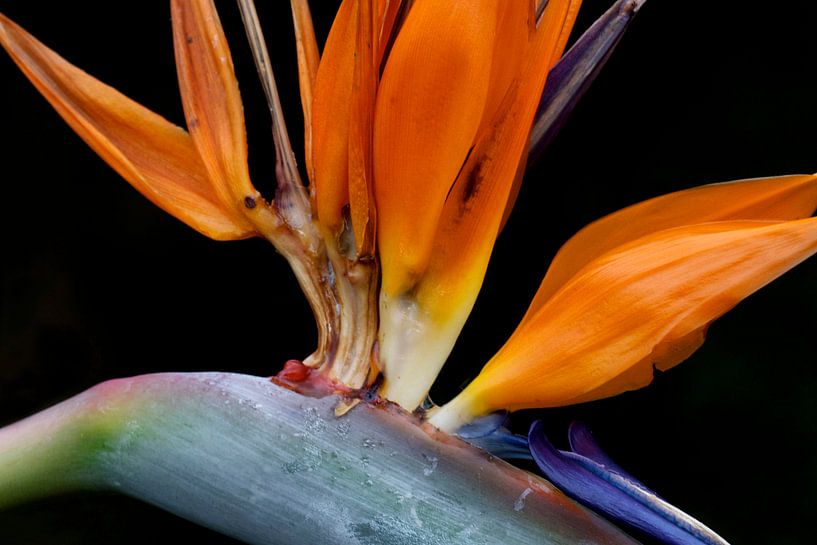 Strelitzia  by Elise Daanen