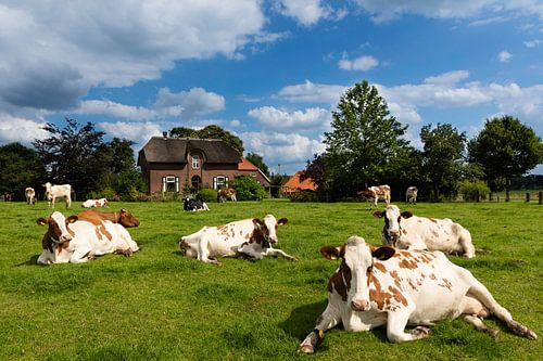 Koeien in de Wei, Zelhem