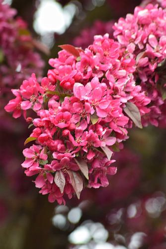 Lentebloesem in volle glorie