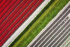 Tulips from above by Pierre Verhoeven