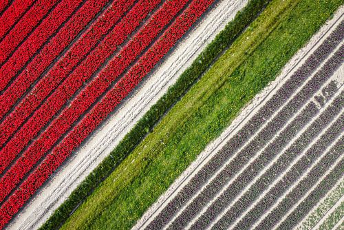 Tulips from above