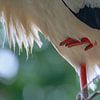 Birds | Stork by Larissa Bakker