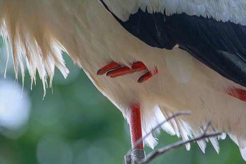 Vogel | Ooievaar