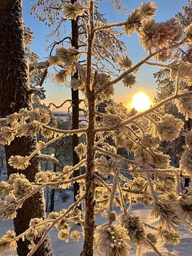 Natuurfoto van sneeuw op een boom in Lapland Finland van Madelon Spijkerman-Plomp