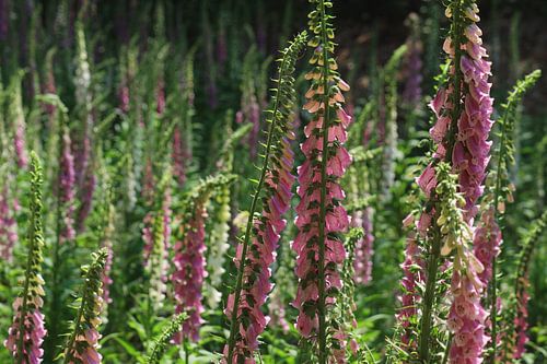 Digitalis officinalis