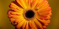 Eyecatcher: Panorama of a yellow - orange Gerbera