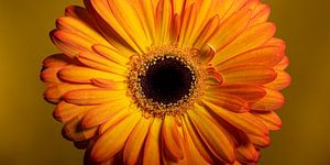 Blickfang: Panorama einer gelb-orangen Gerbera
