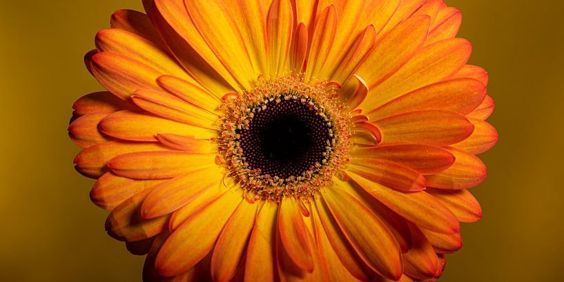 Eyecatcher: Panorama of a yellow - orange Gerbera by Marjolijn van den Berg