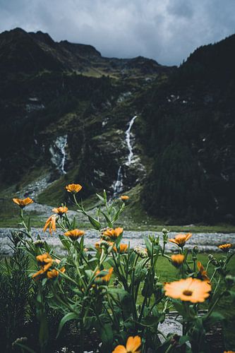 Bloemen in het Habachtal