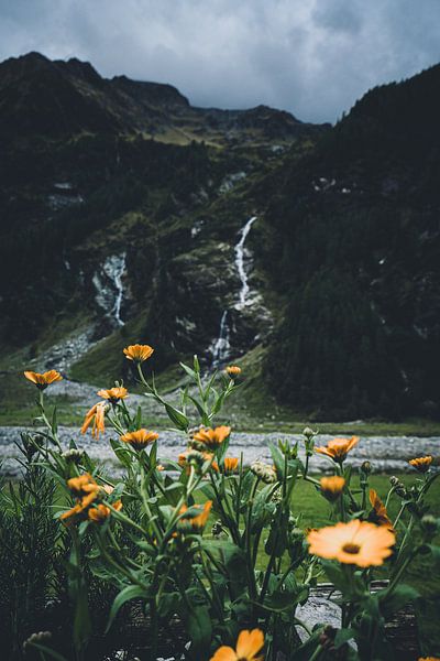 Fleurs dans la vallée du Habach par Markus Ocker