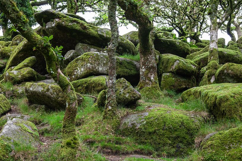 Moos im Wald von Dick Doorduin
