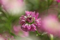 Rosa Gypsophila von Bärbel Severens Miniaturansicht