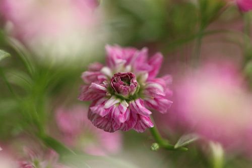 Gypsophile rose