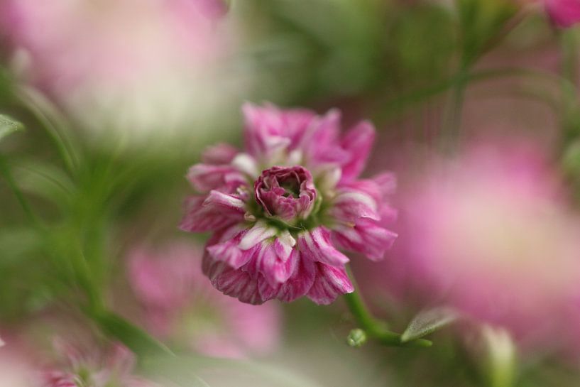 Rosa Gypsophila von Bärbel Severens